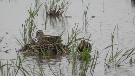 メスが抱卵中か?