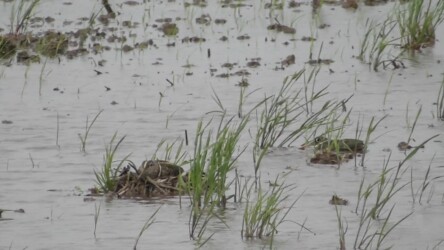 メスが抱卵中か?