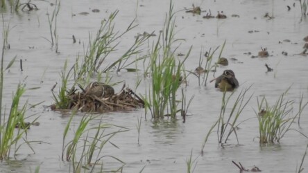 メスが抱卵中か?