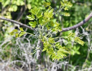 センダンの若葉と花の蕾