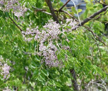 センダンの花