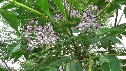 センダンの花