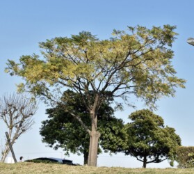 実がいっぱいのセンダンの木