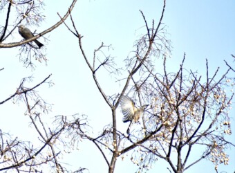 センダンとヒヨドリ