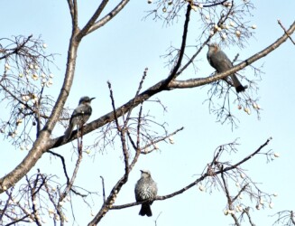 センダンとヒヨドリ