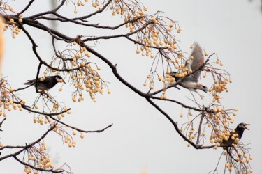 センダンとムクドリ