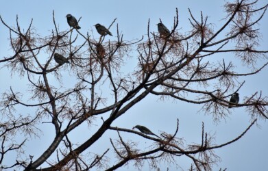 センダンとムクドリ