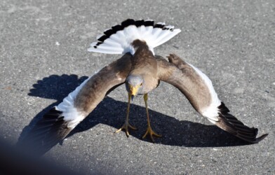 車を威嚇するケリ