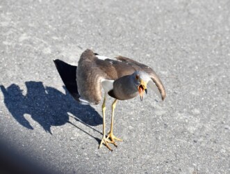 車を威嚇するケリ