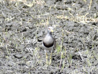 ヒナを見守るケリ