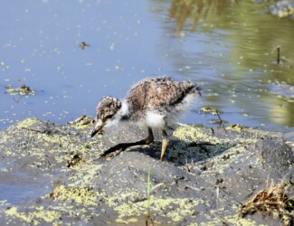 餌を探すケリのヒナ