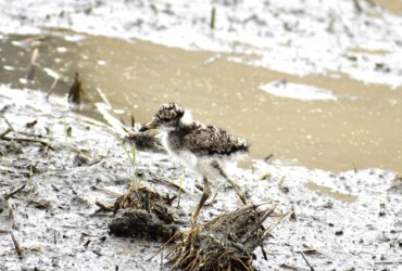 餌を探すケリのヒナ