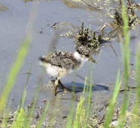 餌を探すケリのヒナ
