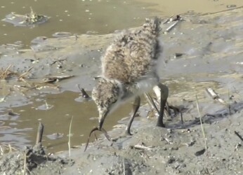 ドジョウを捕ったヒナ