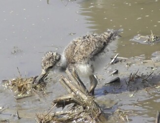 ドジョウを捕ったヒナ
