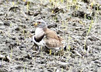 ヒナを抱え込む親