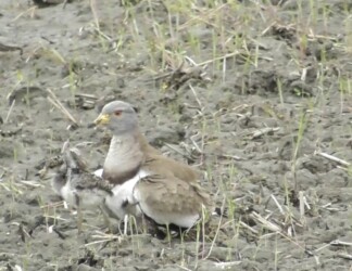 親の羽に出入りするヒナ