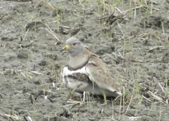 親の羽に出入りするヒナ