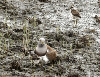 ケリの親とヒナ