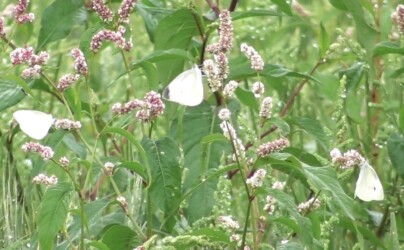 ハルタデの蜜を吸うモンシロチョウ