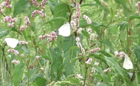 ハルタデの蜜を吸うモンシロチョウ