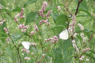 ハルタデの蜜を吸うモンシロチョウ