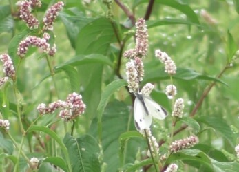 ハルタデの蜜を吸うモンシロチョウ
