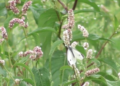 ハルタデの蜜を吸うモンシロチョウ