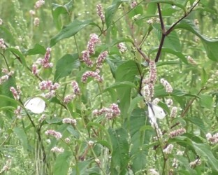ハルタデの蜜を吸うモンシロチョウ