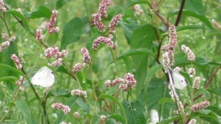 ハルタデの蜜を吸うモンシロチョウ