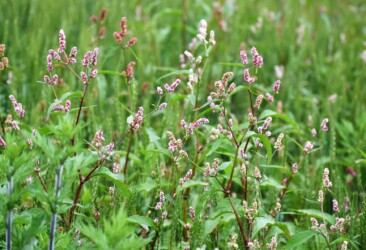 春に見かけたハルタデ