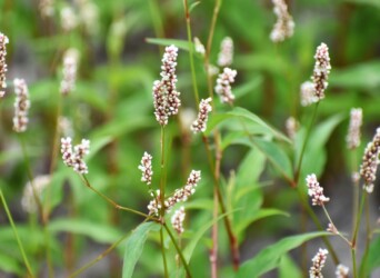 春に見かけたハルタデ