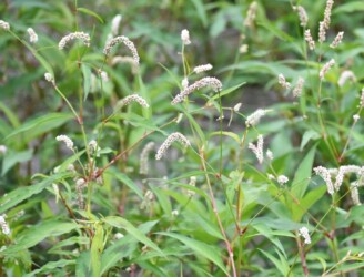 春に見かけたハルタデ