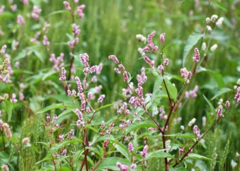 春に見かけたハルタデ