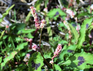 秋に見かけたハルタデ