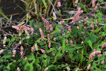 秋に見かけたハルタデ