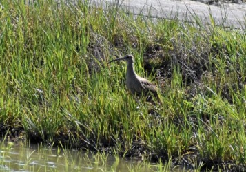 土手で餌を探すチュウシャクシギ