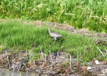 土手で餌を探すチュウシャクシギ