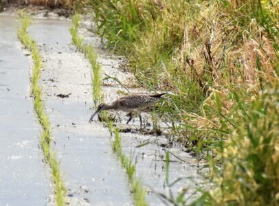 水田で餌を探す