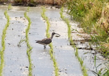 水田で餌を探す