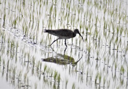 水田で餌を探す