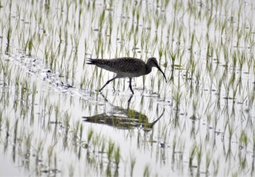 水田で餌を探す