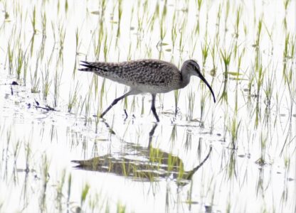 水田で餌を探す