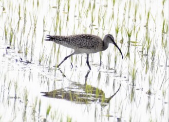 水田で餌を探す