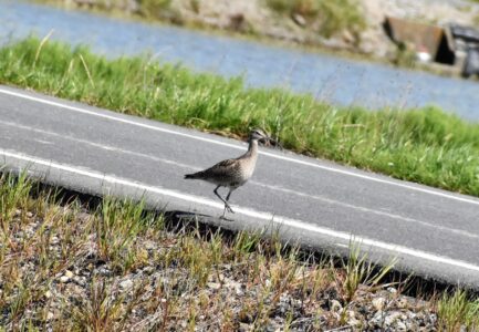 道路上を歩く