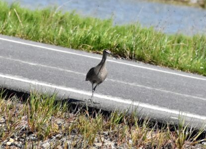 道路上を歩く
