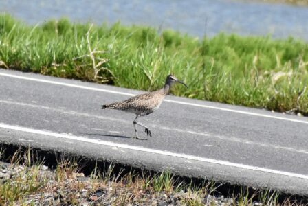 道路上を歩く