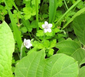 ゲンノショウコの花