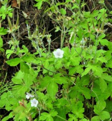 ゲンノショウコの花