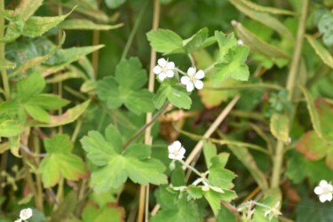 ゲンノショウコの花